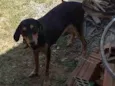 Chorrinha