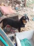 Chorrinha
