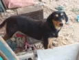 Chorrinha