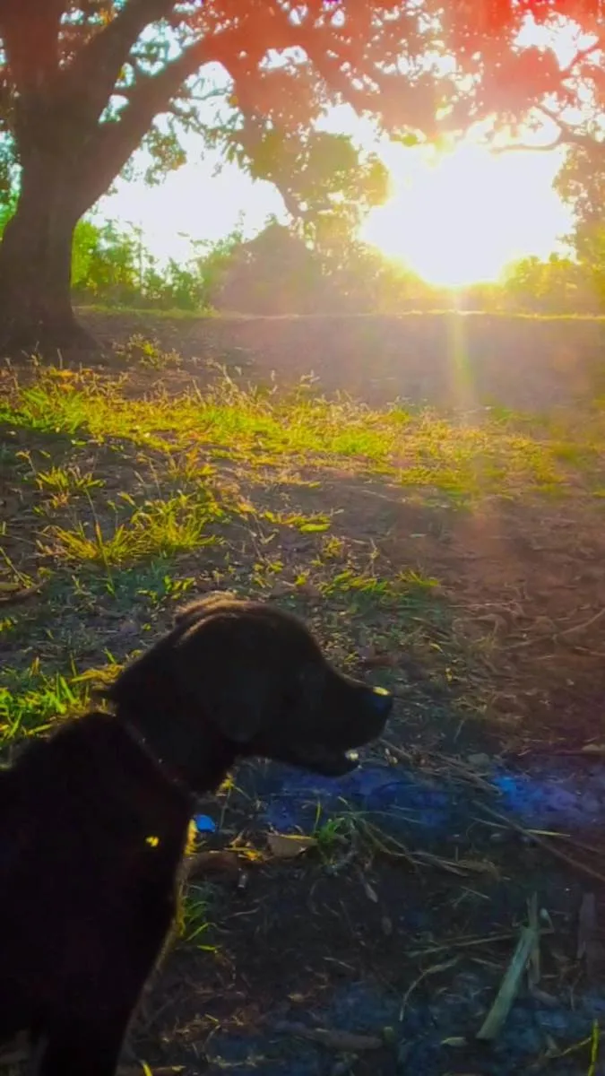 Cachorro ra a Labrador com Golden  idade 7 a 11 meses nome Zeus