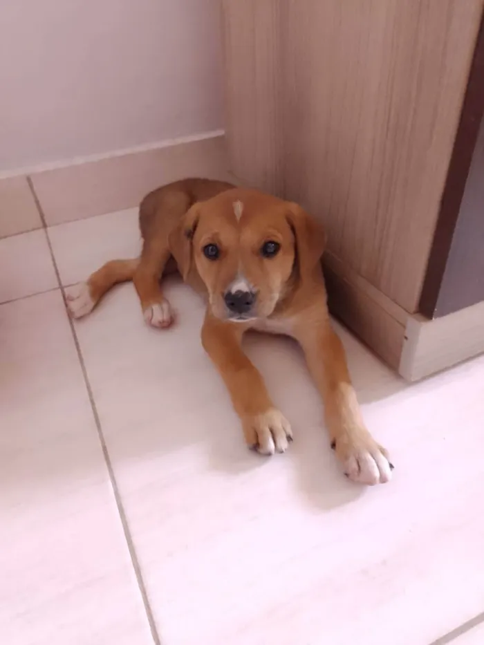 Cachorro ra a SRD idade 2 a 6 meses nome Raya 