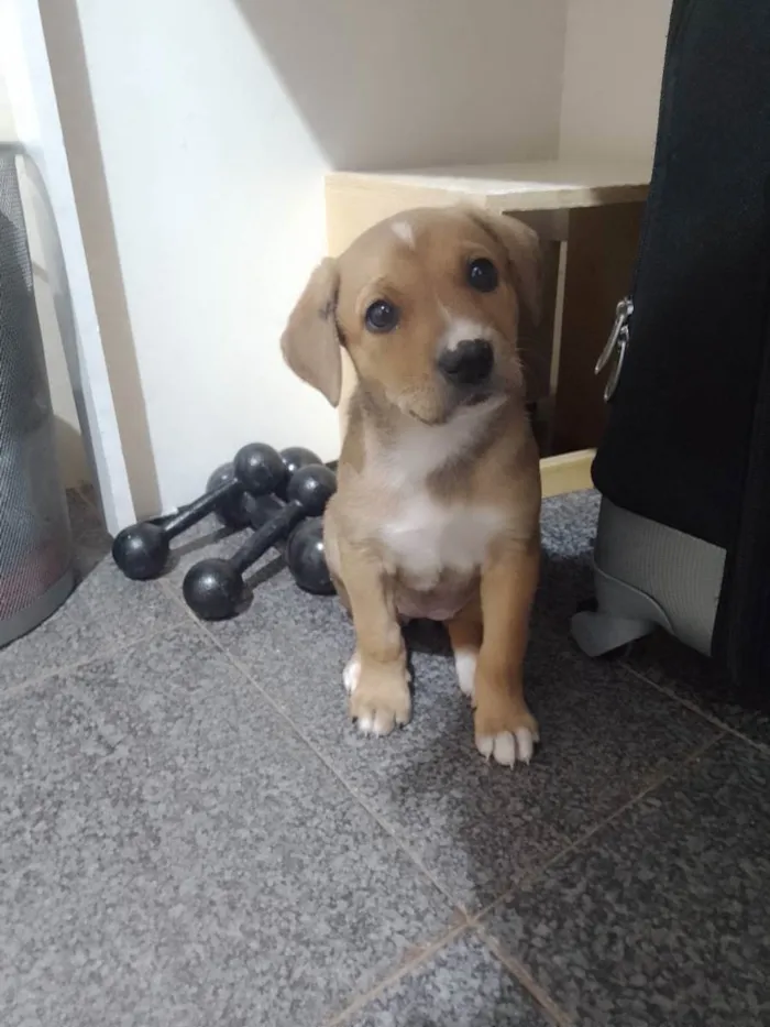 Cachorro ra a SRD idade 2 a 6 meses nome Raya 