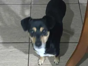 Cachorro raça SRD idade 2 anos nome Neni