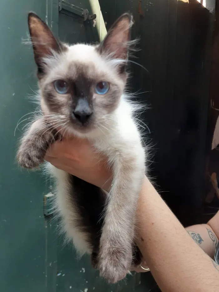 Gato ra a Sem raça definida idade 2 a 6 meses nome Amora