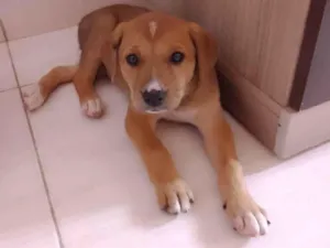 Cachorro raça SRD idade 2 a 6 meses nome Raya 