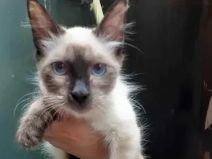 Gato raça Sem raça definida idade 2 a 6 meses nome Amora