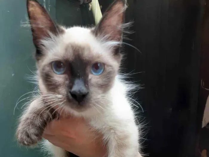Gato ra a Sem raça definida idade 2 a 6 meses nome Amora