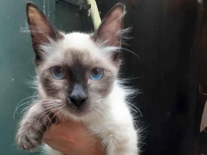Gato ra a Sem raça definida idade 2 a 6 meses nome Amora