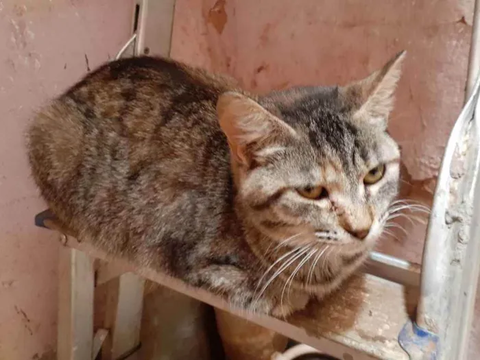 Gato ra a Sem raça definida idade 7 a 11 meses nome Lili 