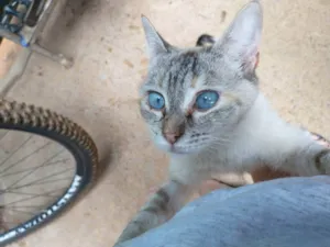 Gato raça Sem raça definida idade 2 a 6 meses nome Princesa 