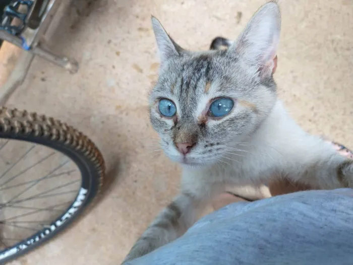 Gato ra a Sem raça definida idade 2 a 6 meses nome Princesa 