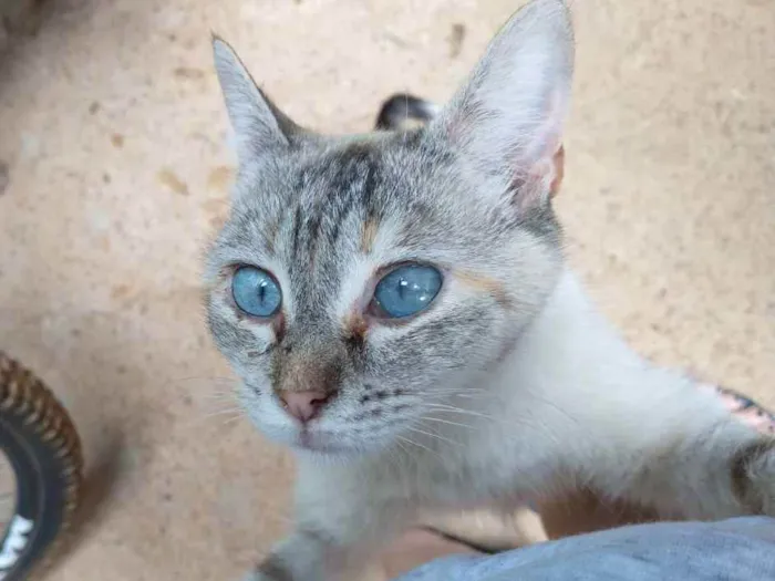 Gato ra a Sem raça definida idade 2 a 6 meses nome Princesa 