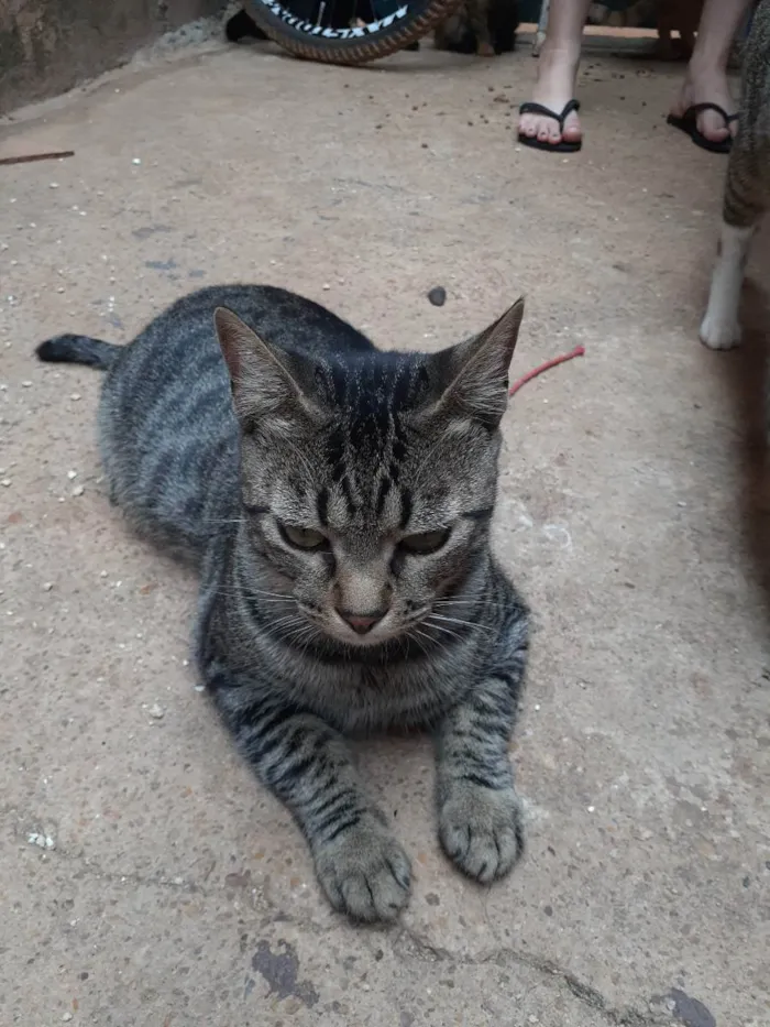 Gato ra a Sem raça definida idade 7 a 11 meses nome Léo