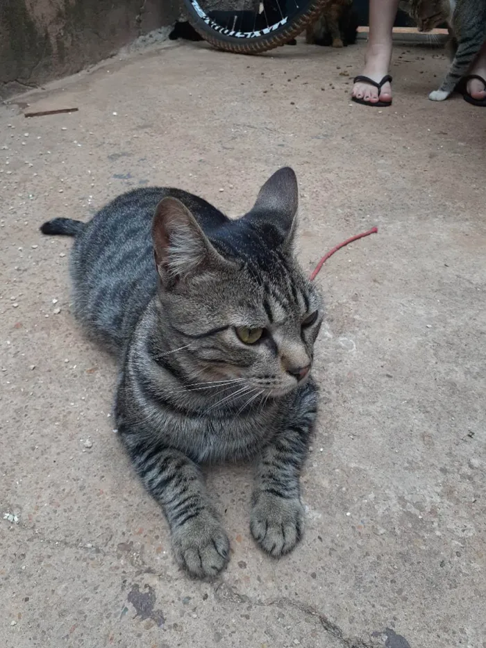 Gato ra a Sem raça definida idade 7 a 11 meses nome Léo