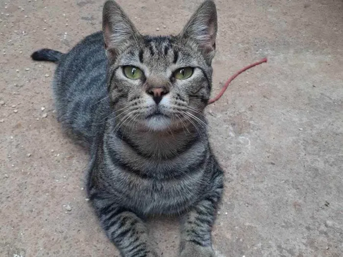 Gato ra a Sem raça definida idade 7 a 11 meses nome Léo