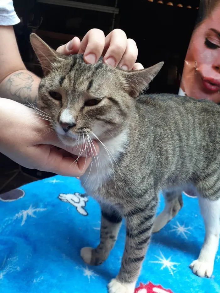 Gato ra a Sem raça definida idade 7 a 11 meses nome Coração 