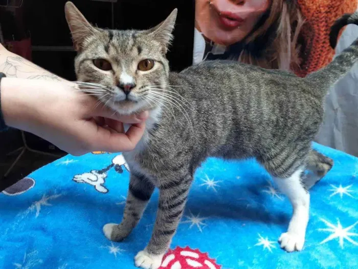 Gato ra a Sem raça definida idade 7 a 11 meses nome Coração 