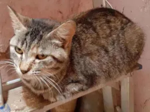 Gato raça Sem raça definida idade 7 a 11 meses nome Lili 