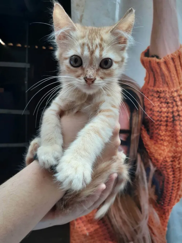 Gato ra a Sem raça definida idade 2 a 6 meses nome Loirinho