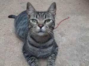 Gato raça Sem raça definida idade 7 a 11 meses nome Léo