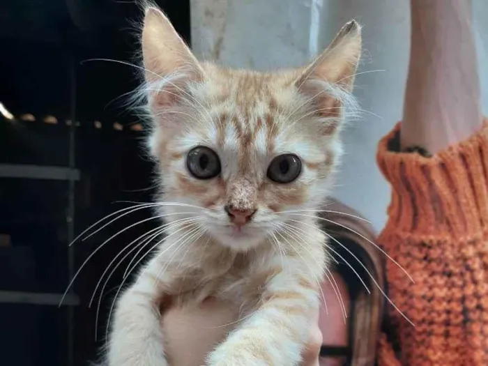 Gato ra a Sem raça definida idade 2 a 6 meses nome Loirinho