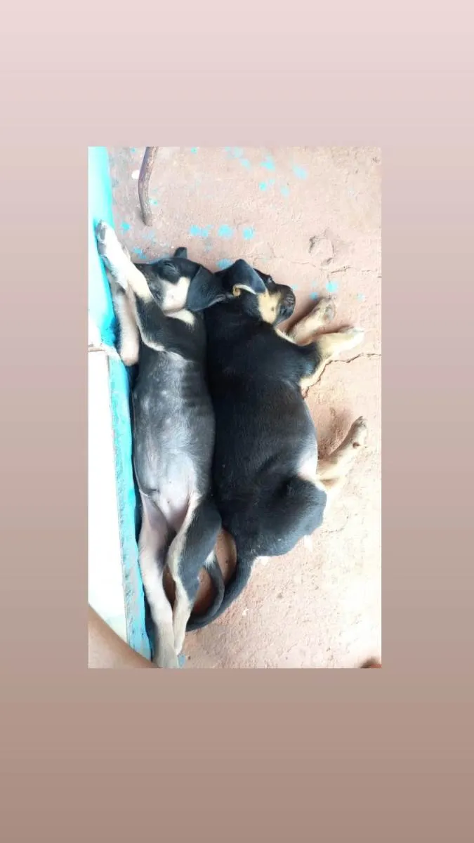 Cachorro ra a Vira lata idade Abaixo de 2 meses nome Neguinhos