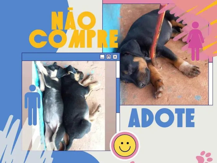 Cachorro ra a Vira lata idade Abaixo de 2 meses nome Neguinhos