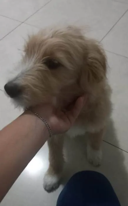 Cachorro ra a Mestiça de poodle idade 2 a 6 meses nome Filhote 5 meses