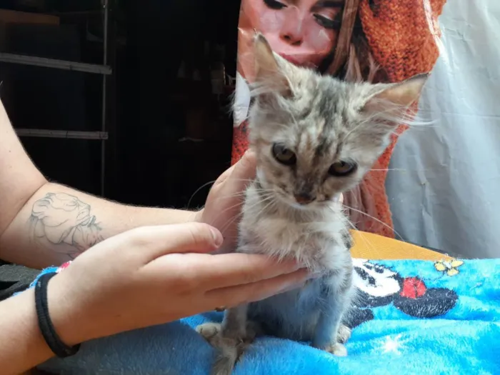 Gato ra a Sem raça definida idade 2 a 6 meses nome Vitória 