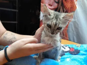 Gato raça Sem raça definida idade 2 a 6 meses nome Vitória 