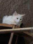 Gasparzinho 