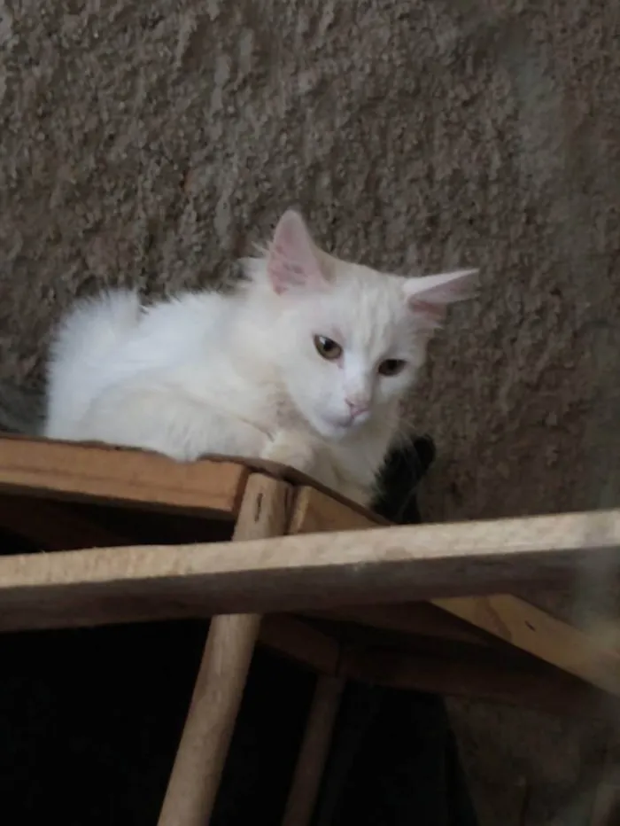 Gato ra a Sem raça definida idade 2 a 6 meses nome Gasparzinho 