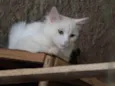 Gasparzinho 
