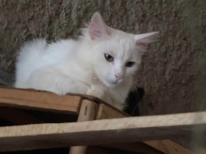 Gato ra a Sem raça definida idade 2 a 6 meses nome Gasparzinho 