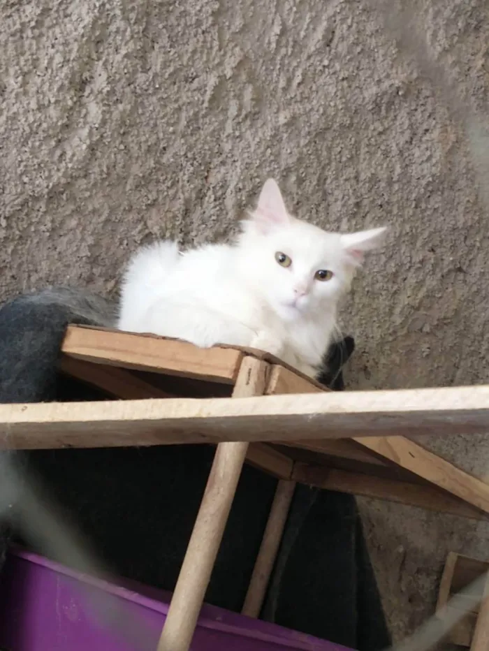 Gato ra a Sem raça definida idade 2 a 6 meses nome Gasparzinho 