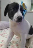 Filhotes 3 meses