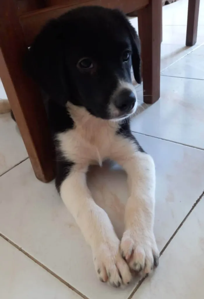 Cachorro ra a Srd idade 2 a 6 meses nome Filhotes 3 meses