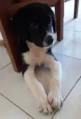 Filhotes 3 meses