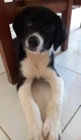 Filhotes 3 meses