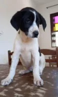 Filhotes 3 meses