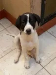 Filhotes 3 meses