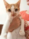 Lulinha 