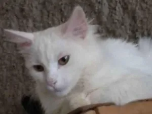 Gato raça Sem raça definida idade 2 a 6 meses nome Gasparzinho 