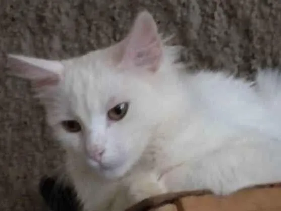 Gato ra a Sem raça definida idade 2 a 6 meses nome Gasparzinho 