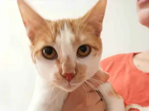 Gato raça Sem raça definida idade 2 a 6 meses nome Lulinha 
