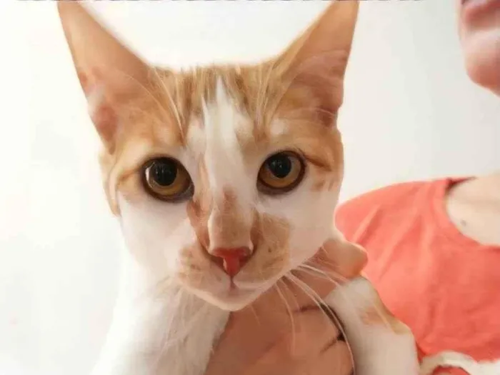 Gato ra a Sem raça definida idade 2 a 6 meses nome Lulinha 