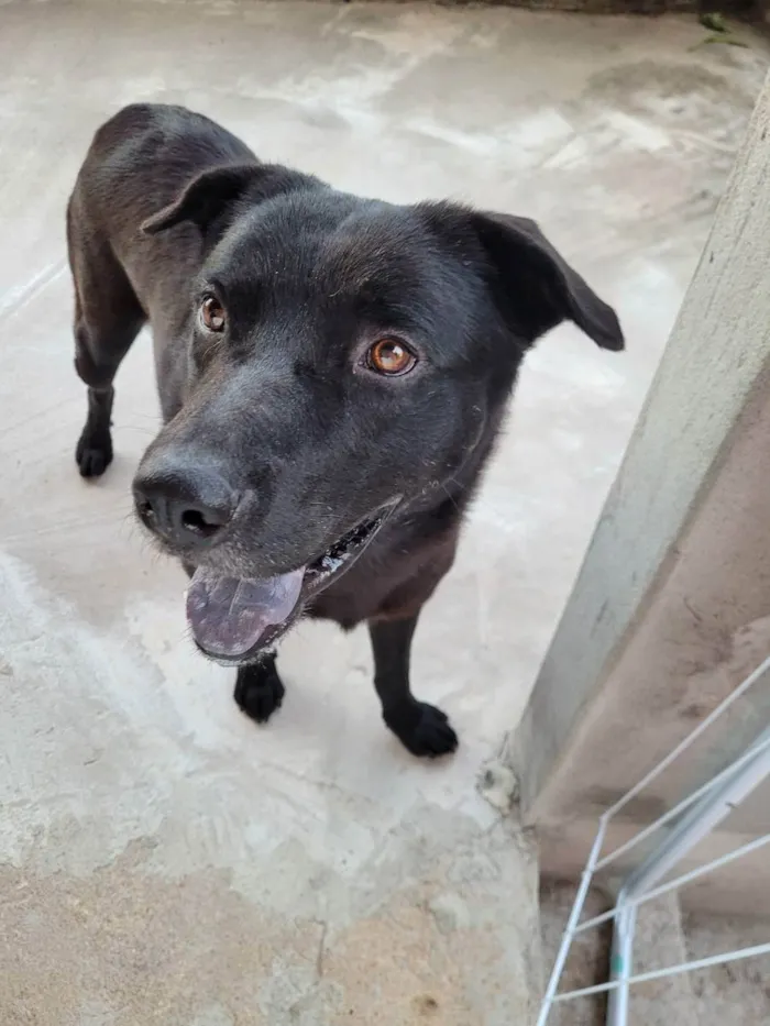 Cachorro ra a Sem raça  idade 1 ano nome N sei