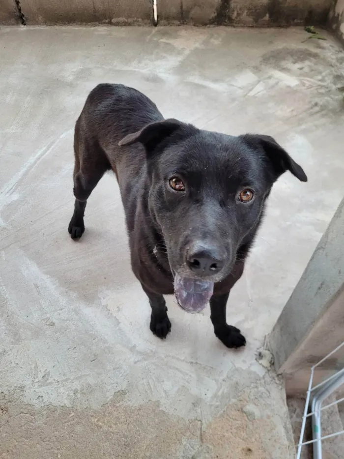 Cachorro ra a Sem raça  idade 1 ano nome N sei