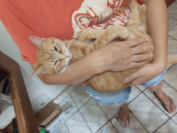Gato ra a Sem raça definida idade 7 a 11 meses nome Moana 