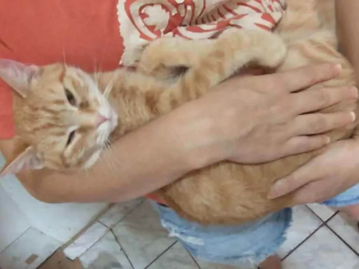 Gato ra a Sem raça definida idade 7 a 11 meses nome Moana 